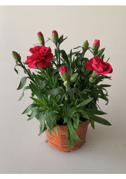Kokulu Bodur Cins Kırmızı Renk Karanfil Çiçeği 1 Adet Saksılı 15-25CM Red Dianthus fiyatları