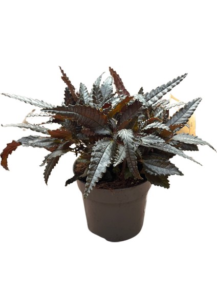 Pilea Hitchcockii 'Dark Mystery'