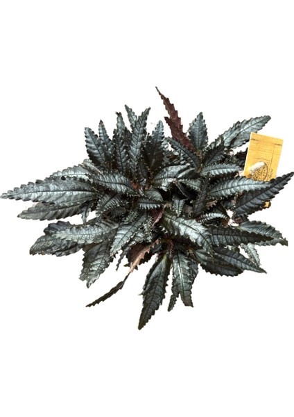 Pilea Hitchcockii 'Dark Mystery' fiyatları