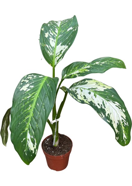 Dieffenbachia 'Yellow Star' (Difenbahya Çiçeği)