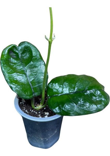 Hoya Villosa (Mum Çiçeği)