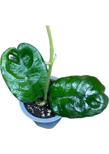 Hoya Villosa (Mum Çiçeği) fiyatları