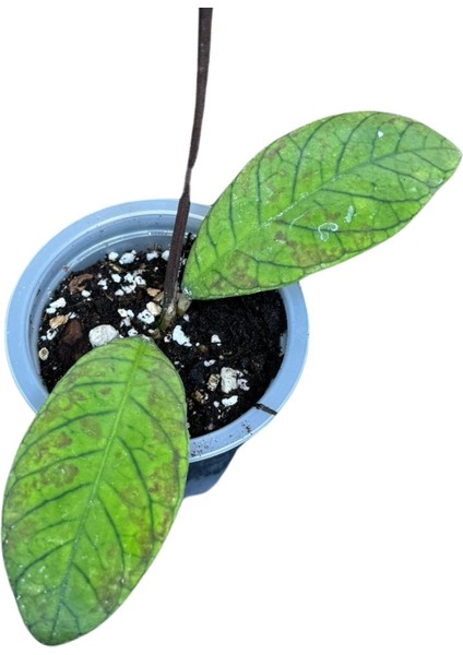 Hoya Sabah (Mum Çiçeği)