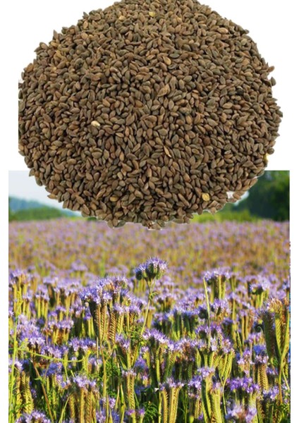 Arı Otu Tohumu Faselya 100 gr
