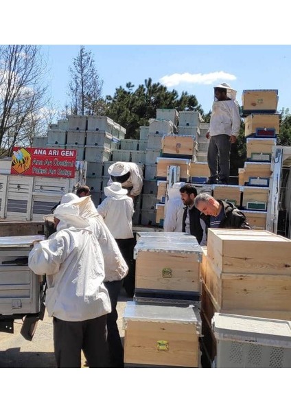 8 Çerçeveli Plastik Kutulu Paket Arı modelleri