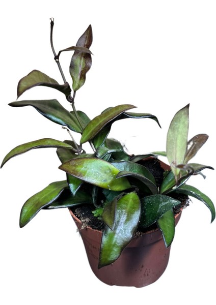 Hoya Rosita (Mum Çiçeği)