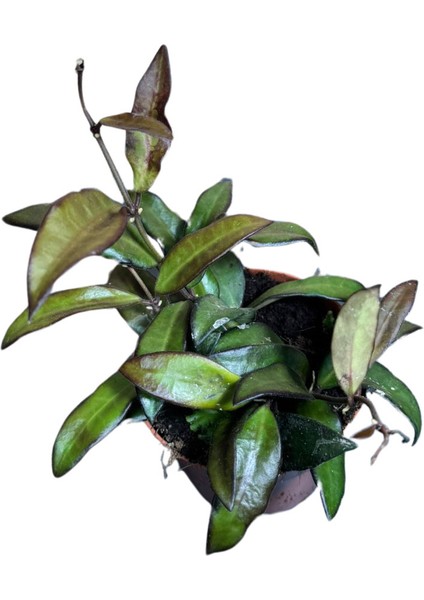 Hoya Rosita (Mum Çiçeği) fiyatları