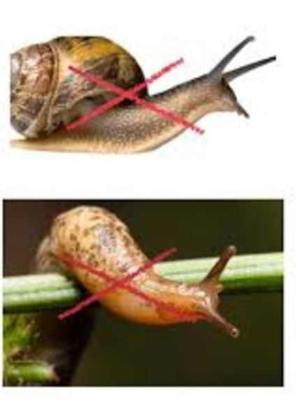 250 Gr. Salyangoz Ilacı. Sümüklü Böcek Ilacı. Sülük Ilacı. 3g Koruma Teknolojisi ile Çözüm. fiyatları