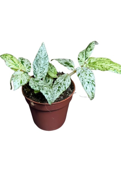 Pellionia Repens 'variegata'