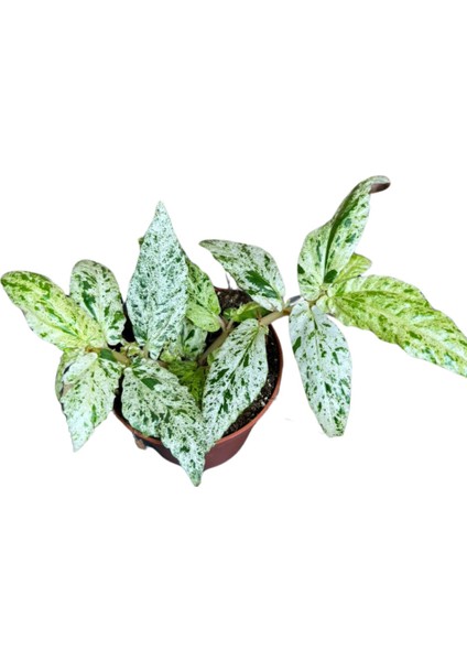 Pellionia Repens 'variegata' fiyatları