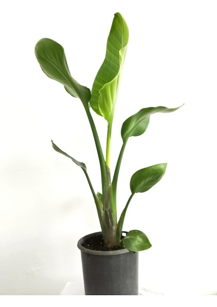 Starliçe Cennet Kuşu Çiçeği - Strelitzia Canlı Salon Bitkisi 70-100 cm