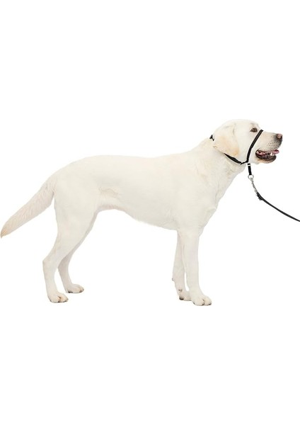 Petsafe Nazik Leader Baş Yaka, Çekmesiz Köpek Tasması, Büyük 27-59 Kg, Siyah indirimleri