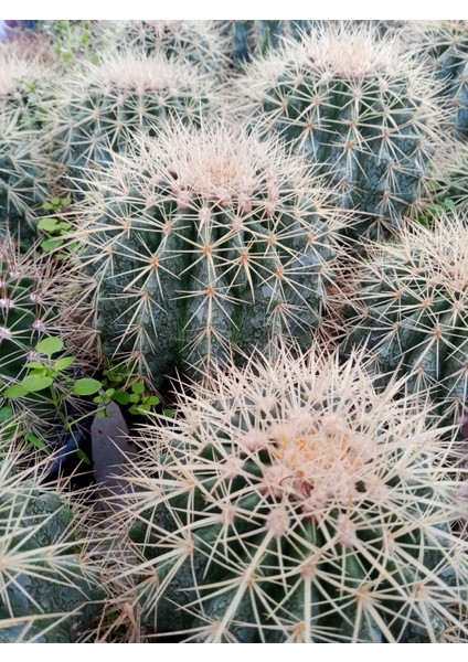 Echinocactus Altın Fıçı Kaktüs modelleri