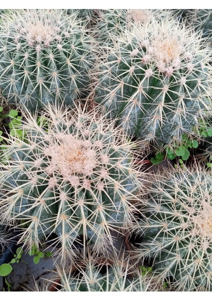 Echinocactus Altın Fıçı Kaktüs fırsatları
