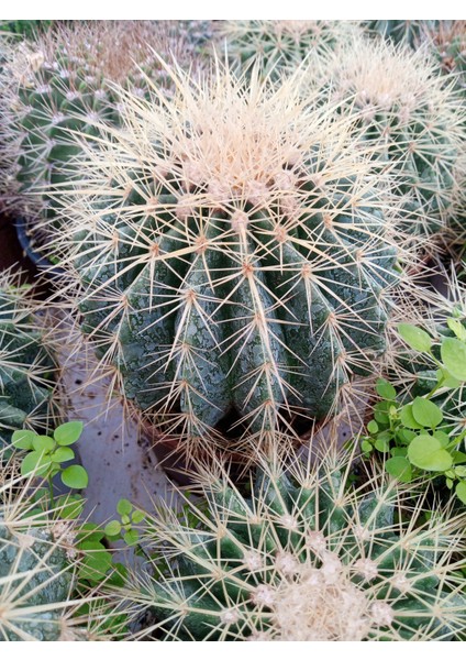 Echinocactus Altın Fıçı Kaktüs indirimleri
