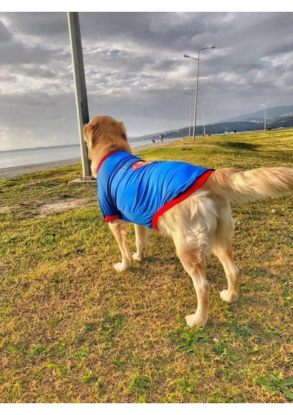Superman Tshırt Orta Ve Büyük Irklar İçin modelleri