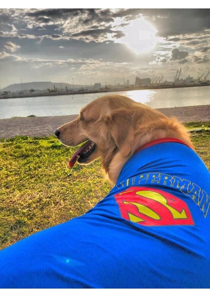 Superman Tshırt Orta Ve Büyük Irklar İçin indirimleri