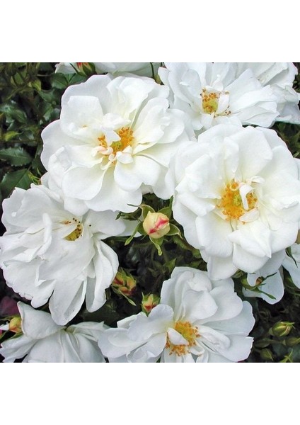 Tüplü Soğuklara Dayanıklı Çok Goncalı Diamant Yediveren Gül Fidanı