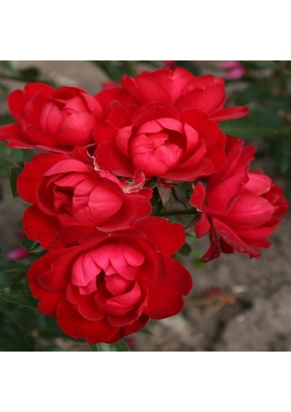 Tüplü Soğuklara Dayanıklı Milano Yediveren Gül Fidanı Ödüllü Çok Goncalı