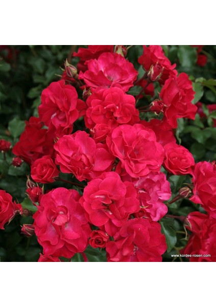 Tüplü Kokulu Çok Goncalı Yayılıcı Rotilia Soğuklara Dayanıklı Gül Fidanı