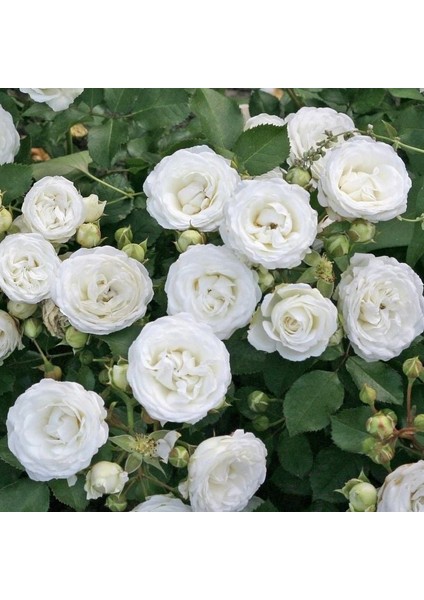 Tüplü Yer Örütücü Soğuklara Dayanıklı Schneeküsschen Mannheim Yediveren Gül Fidanı