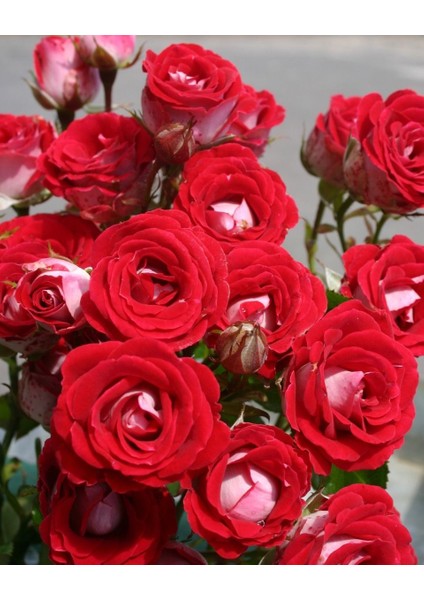 Tüplü Nadir Kokulu Rose Schöne Koblenzerin Yediveren Gül Fidanı
