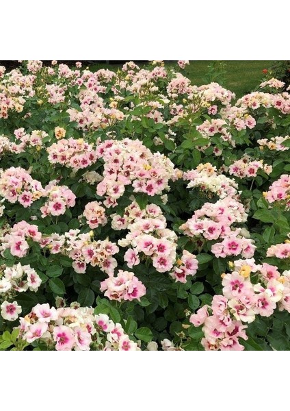 Tüplü Nadir Çift Renk Seeu You Purple Persica Yediveren Gül Fidan