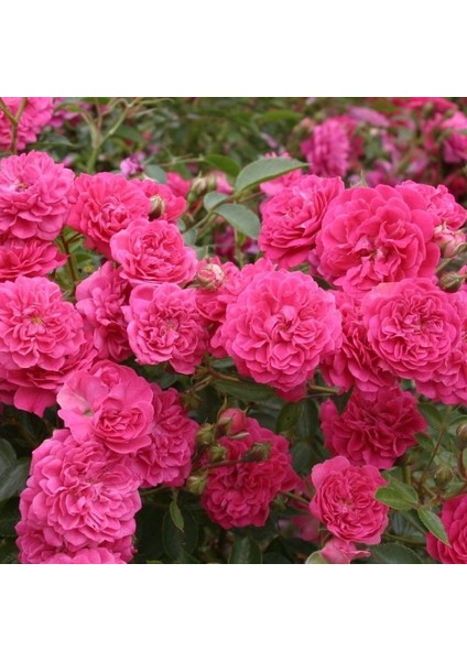 Tüplü Kokulu Çok Goncalı Yayılıcı Kokulu Roxy Soğuklara Dayanıklı Gül Fidanı fiyatları