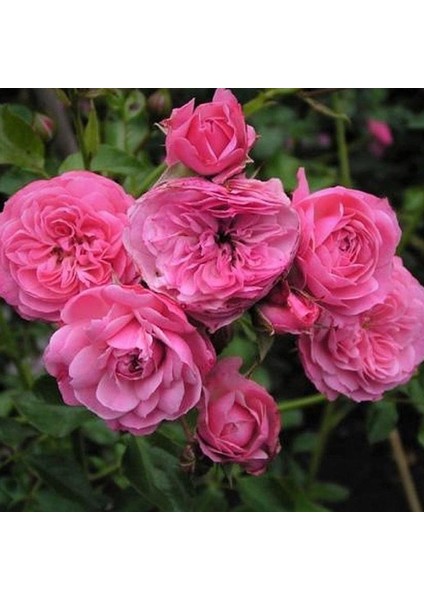 Tüplü Katmerli Kordes Rosen Tina Yediveren Soğuklara Dayanıklı Gül Fidanı fiyatları