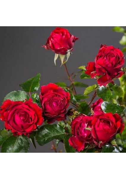 Tüplü Yediveren Kokulu Soğuklara Dayanıklı Traumfrau Yediveren Gül Fidanı