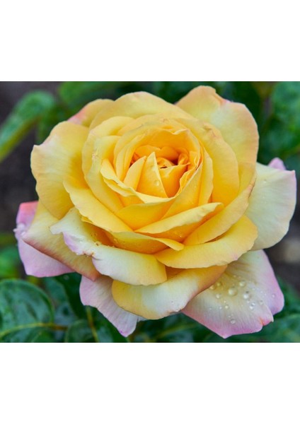 Tüplü Yediveren Kokulu Soğuklara Dayanıklı Amazon Yediveren Gül Fidanı