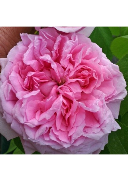 Tüplü Soğuklara Dayanıklı Iri Goncalı Pembe Canina Yediveren Gül Fidanı
