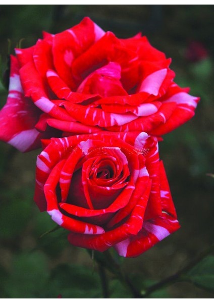 Tüplü Soğuklara Dayanıklı Yediveren Kokulu Sultana Gül Fidanı