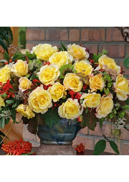 Tüplü Sunny Fc Yediveren Çok Gocalı Masal Gülü Fidanı