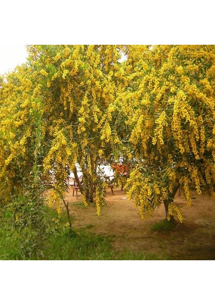 Tüplü Soğuklara Dayanıklı Herdem Yeşil Kokulu Çiçekleri Olan Mimoza Ağacı Fidanı (30-50 Cm)