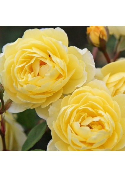 Tüplü Aşılı Yediveren Katmerli Lemon Fc Çok Goncalı Masal Gülü Fidanı