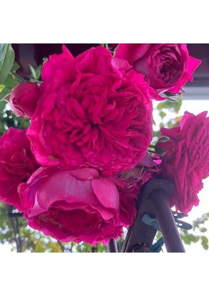 Tüplü Aşılı Yediveren Katmerli Laguna Fc Çok Goncalı Masal Gülü Fidanı