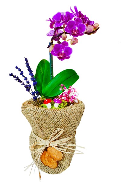 Cam Saksıda Mini Orkide Jut Hediye Paketli Canlı Hediye Bitki