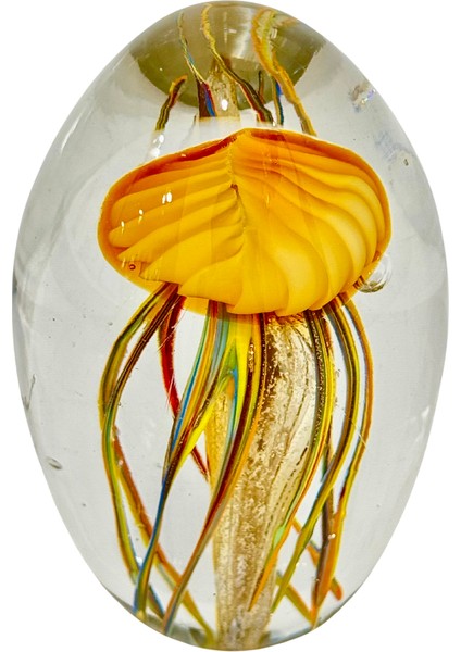 Cam Sarı Deniz Anası