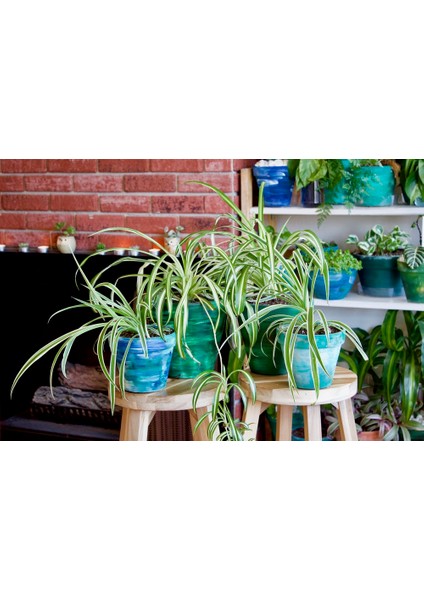 Kurdele Çiçeği (Chlorophytum Comosum) - Askılı Saksıda 5 Adet indirimleri