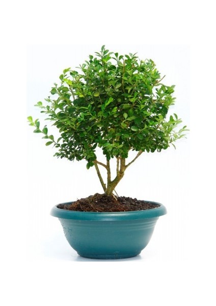 Bonsai Şimşir Fidanı Buxus Sempervirens Rotundifolia Yeşil Saksıd