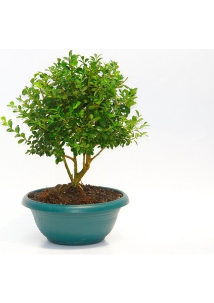 Bonsai Şimşir Fidanı Buxus Sempervirens Rotundifolia Yeşil Saksıd