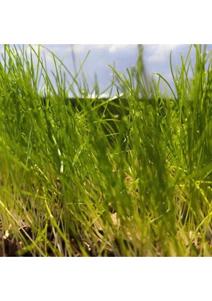 %100 Doğal Kedi Çimi 100GR (Tüy Yumağı Önleyici) sadece tohumdur
