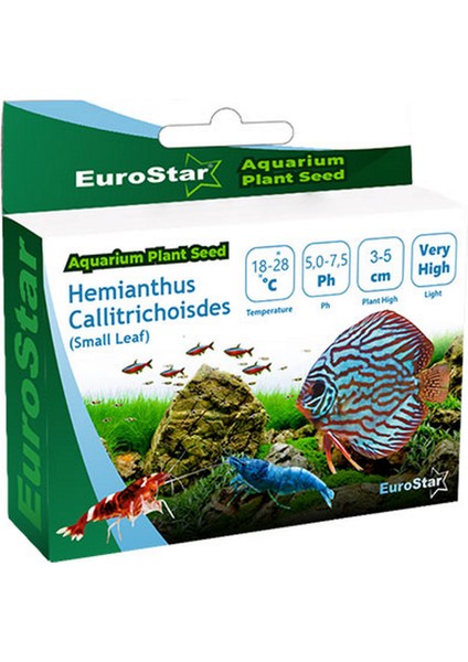 Bitki Tohumu Hemianthus Callitrichoides