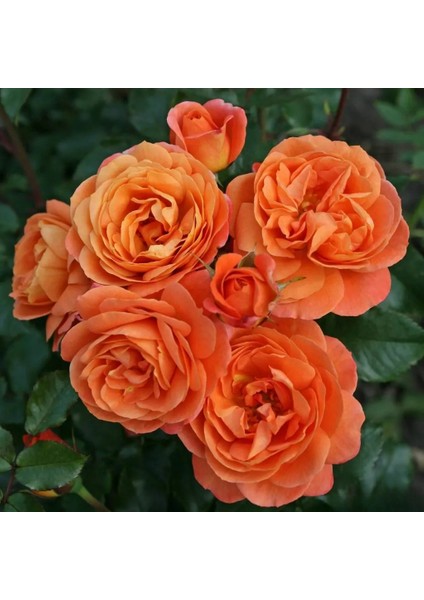 Veranda® Mango