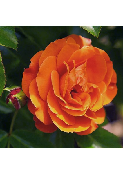 Veranda® Mango