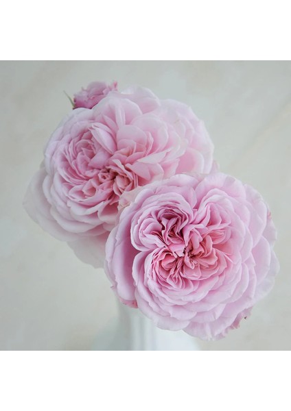 Arborose® Kiss Me Kate™ modelleri