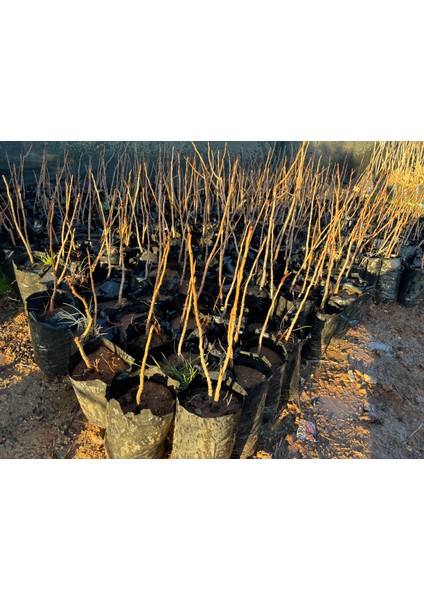 1 Adet Antep Fıstığı Fidanı 1 Yaş Kalın Gövde 50-60 cm