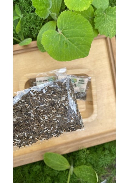 Kıvırcık Marul Tohumu fiyatları