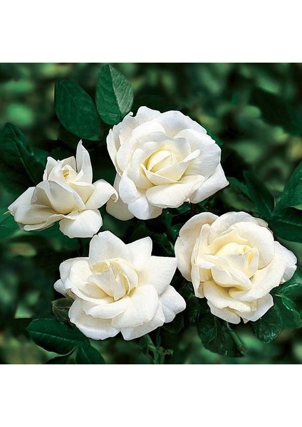 Mini Gül – Minyatür Saksı Gülü Beyaz fiyatları